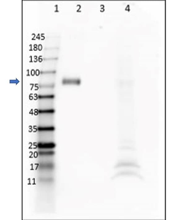 Anti-Digoxigenin antibody [DIG45](AB288734)
