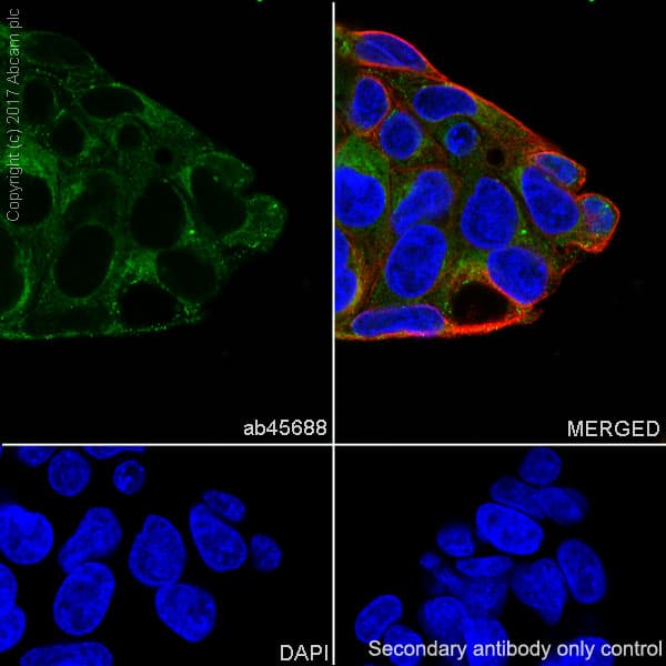 Anti-Fibronectin antibody [F14](AB45688)