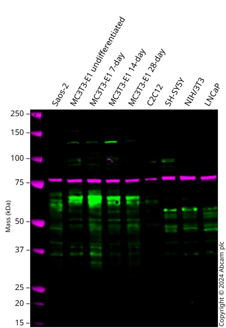 Anti-RUNX2 antibody [EPR22858-106] - ChIP Grade(AB236639)