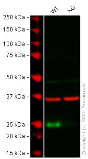 Anti-FADD antibody [EPR4415] - BSA and Azide free(AB232045)