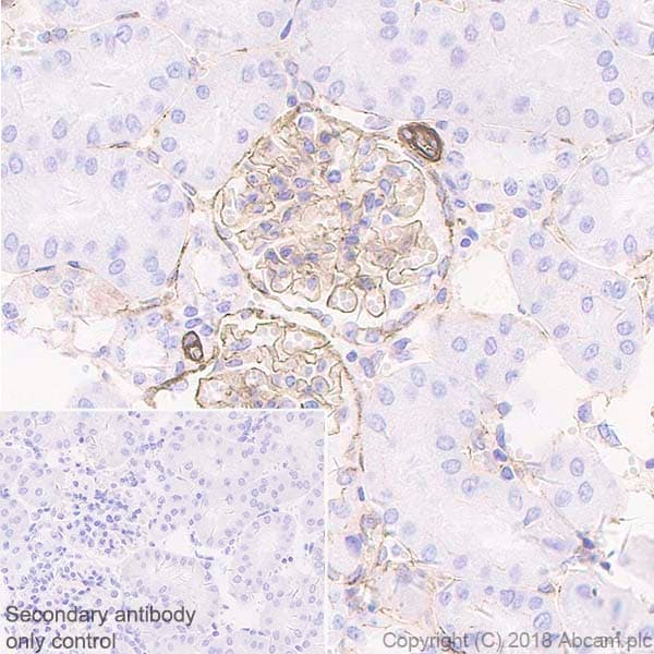 Anti-ZO1 tight junction protein antibody [EPR19945-296](AB221547)