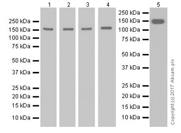 Anti-Collagen III antibody [EPR17673](AB184993)