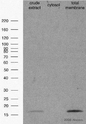 Cox Iv Antibody Mabcam33985 Mitochondrial Marker Ab33985  Western Blot Img140237