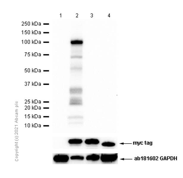 Anti-Desmocollin 1 antibody [EPR8220](AB150382)