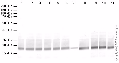 Human Histone H3 Di Methyl K9 Peptide Ab1772 Western Blot Img127972