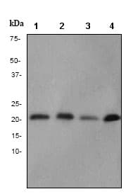 Mtco2 Antibody Epr3314 Ab79393  Western Blot Img47028