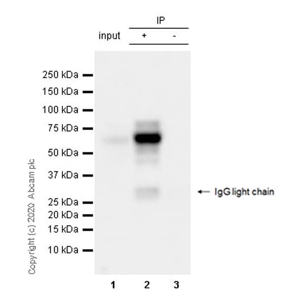Anti-SOX10 antibody [SOX10/991](AB218522)
