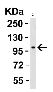 Anti-PGC1 alpha antibody(AB191838)