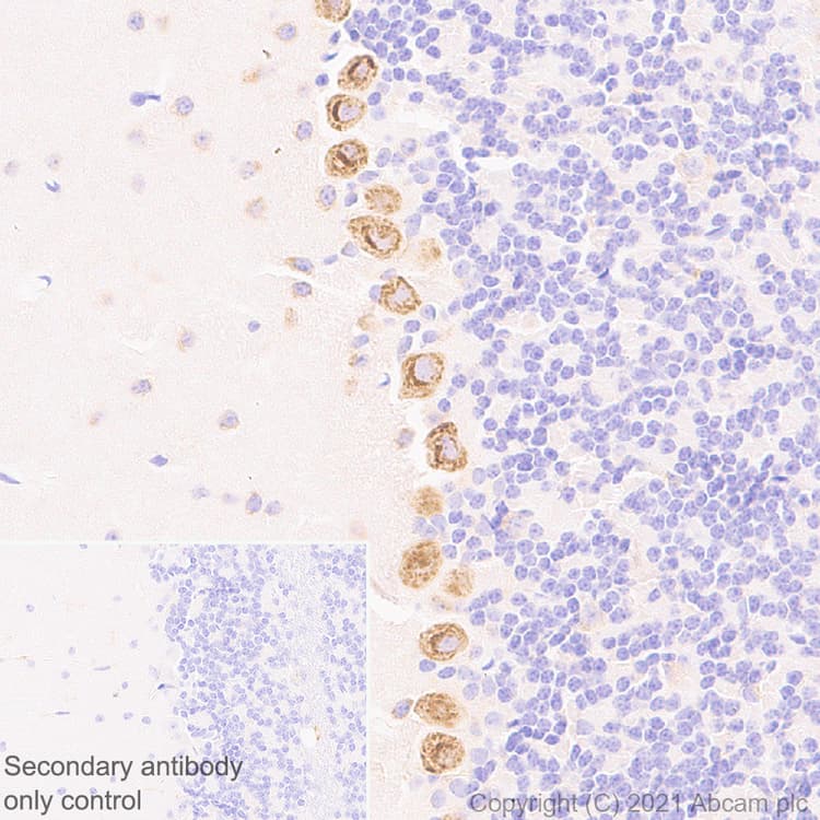 Scn1a Antibody Epr22326 112 Ab222091  Immunohistochemistry Formalin Pfa Fixed Paraffin Embedded Sections Img56934