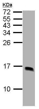 Liver Fabp Antibody Ab227066  Western Blot Img82301