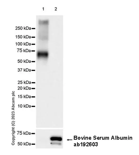 Anti-Albumin antibody [EPR12774](AB192603)