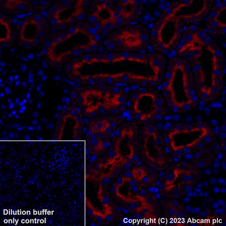 Alexa Fluor® 555 Anti-Folate Binding Protein/FBP antibody [EPR20277](ab309247)