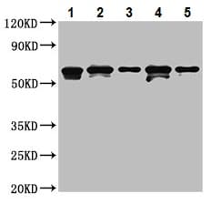 Bcg1 Antibody Ab236592  Western Blot Img57735
