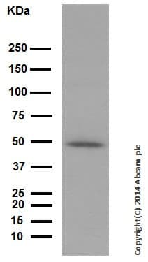 Anti-Vitamin D Receptor antibody [EPR4552] - ChIP Grade(AB109234)