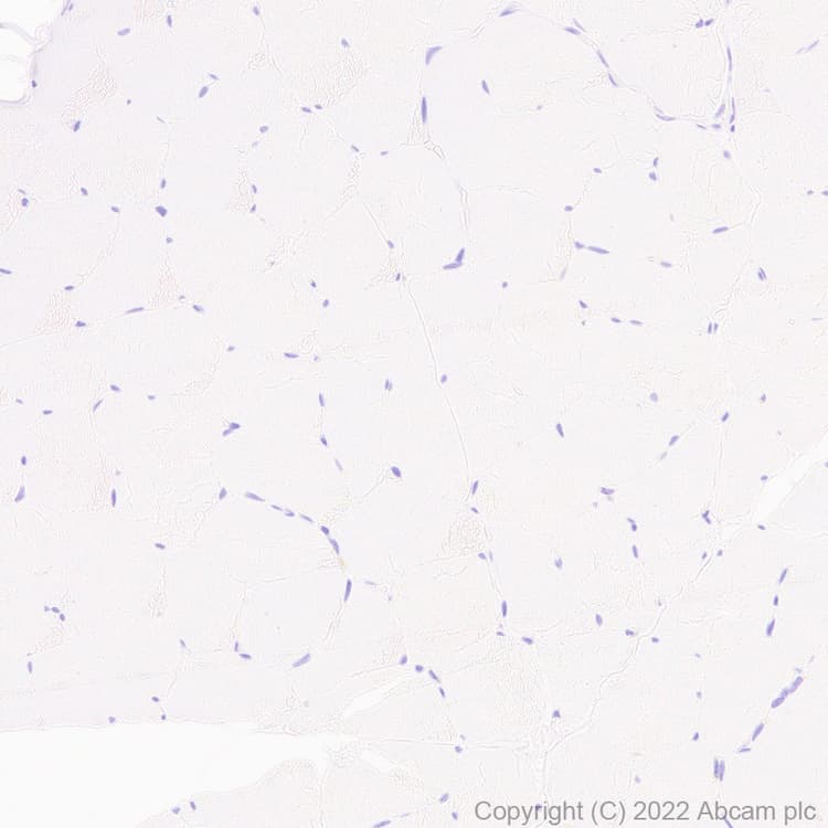 Anti-CD37 antibody [EPR25397-149] (BSA and Azide free)(AB300412)