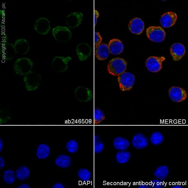 Bst2 Tetherin Antibody Epr23597 202 Bsa And Azide Free Ab272175  Immunocytochemistry Immunofluorescence Img98008