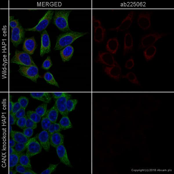 Alexa Fluor® 647 Anti-Calnexin antibody [EPR3632](AB225062)