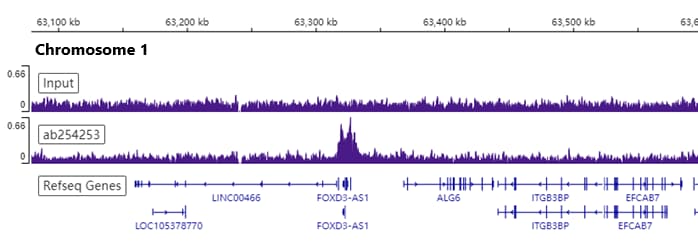 Anti-Bmi1 antibody [EPR22604-160] - ChIP Grade(ab254253)