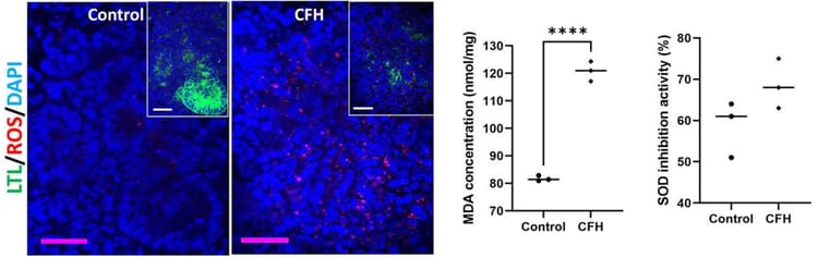 Superoxide Dismutase Activity Assay Kit (Colorimetric)(AB65354)