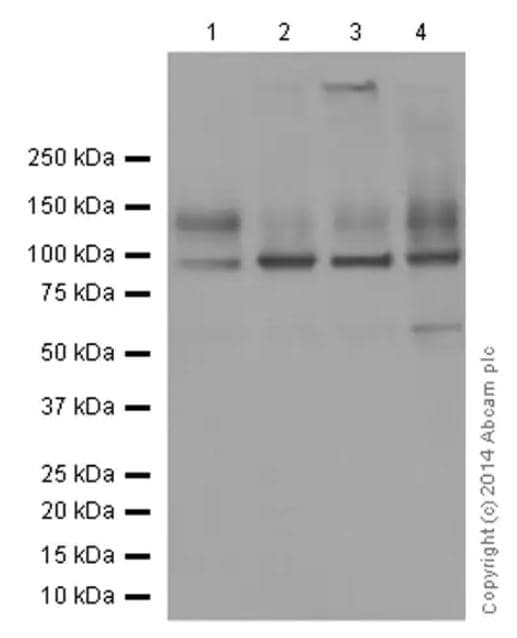 Anti-Sodium Potassium ATPase antibody [EP1845Y] - BSA and Azide free(AB167390)