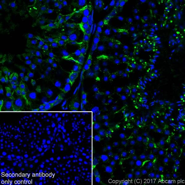 Anti-Clusterin alpha chain antibody [EPR17539-95] - BSA and Azide free(AB230150)