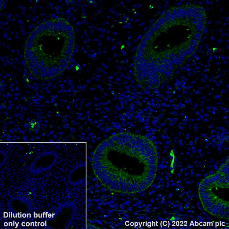 Alexa Fluor® 488 Anti-TUBA4A antibody [EPR13477(B)](AB307611)
