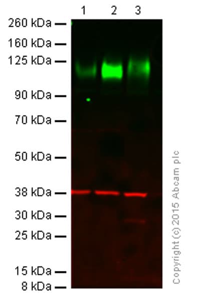 Anti-LAMP1 antibody [H4A3](ab25630)
