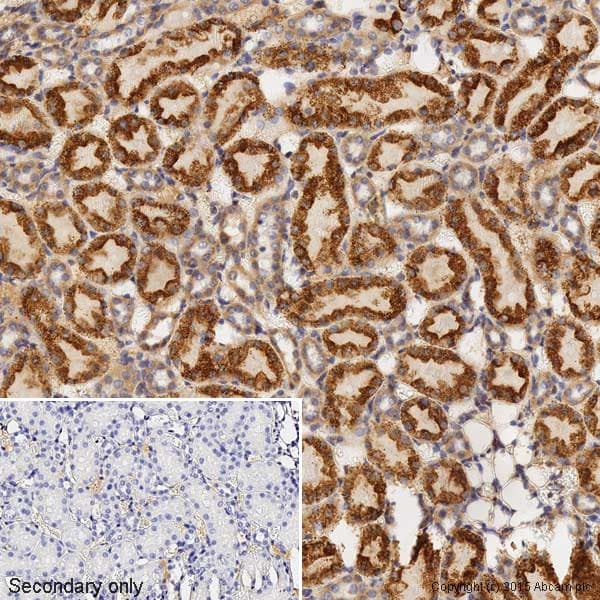 Anti-Bax antibody [E63](AB32503)