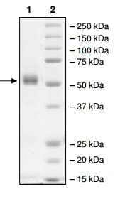 Ab198139  Sds Page Img24454