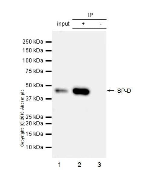 Anti-Surfactant protein D/SP-D antibody [EPR21928-209] - BSA and Azide free(AB234257)