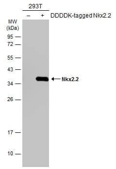 Anti-Nkx2.2 antibody(AB272915)