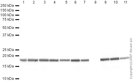 Human Histone H3 (di methyl K9) peptide(AB1772)