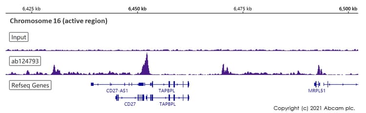 Anti-Histone H2A.Z antibody [EPR6172] - ChIP Grade(AB124793)