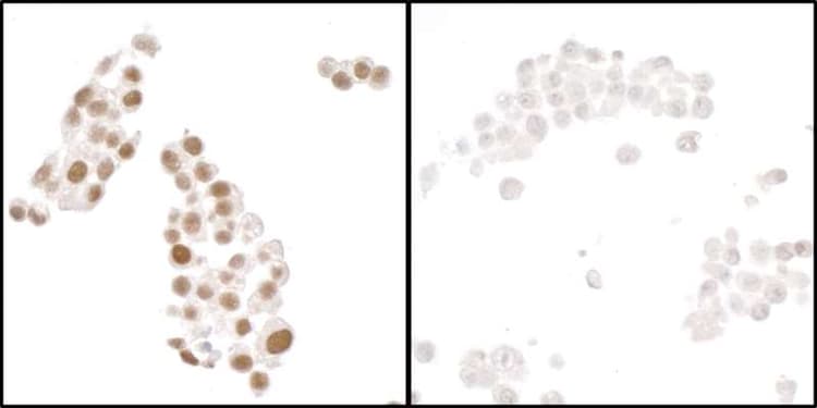 Anti-HIF-1 alpha antibody [BL-124-3F7](AB243860)