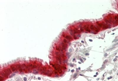 Anti-Apelin antibody - C-terminal(AB230536)