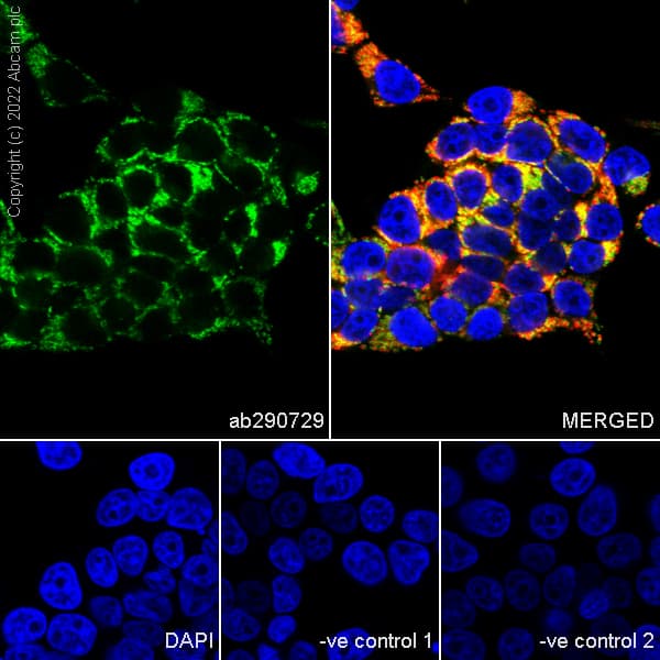 Goat Anti-Rabbit IgG H&L (Alexa Fluor® 488) preadsorbed(AB150081)