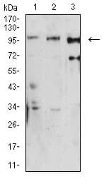 Anti-Dynamin 2 antibody [3F5C7](AB233732)