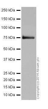 Srp72 Antibody Epr17143 Ab200199  Western Blot Img53264