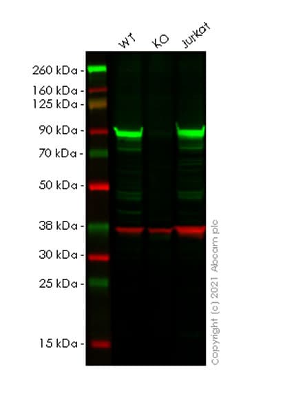 Hsp90 Alpha Antibody 68 Hsp90 Ab282108  Western Blot Img180359