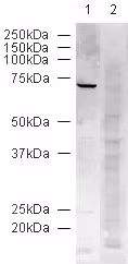 Western Blot Anti Lamin B1 Antibody Nuclear Envelope Marker Ab16048 Image07