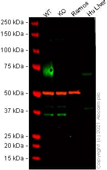 Anti-CD86 antibody [C86/1146](AB220188)