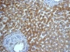 Cytochrome P450 4a Cyp4a11 Antibody Epr8276 Bsa And Azide Free Ab248918  Immunohistochemistry Formalin Pfa Fixed Paraffin Embedded Sections Img134720