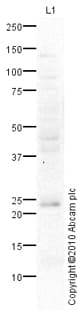 Anti-CD63 antibody(AB68418)