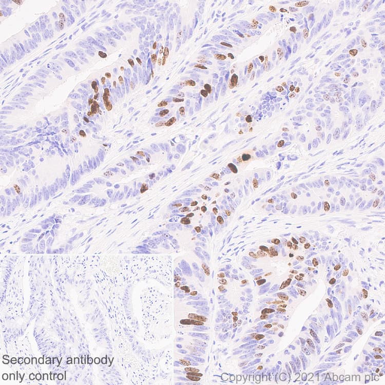 Anti-Histone H3 (phospho S10) antibody [EPR24060-36](AB267372)