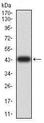 Anti-AKT1 antibody [1F7E10](AB233755)