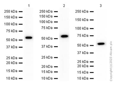 Goat Anti-Rabbit IgG H&L (HRP)(AB97051)