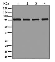 Anti-PRMT7 antibody [EPR13489] - BSA and Azide free(AB250124)