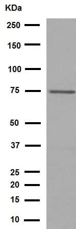 Calpain 1 Antibody Epr3319 Ab108400  Western Blot Img95467