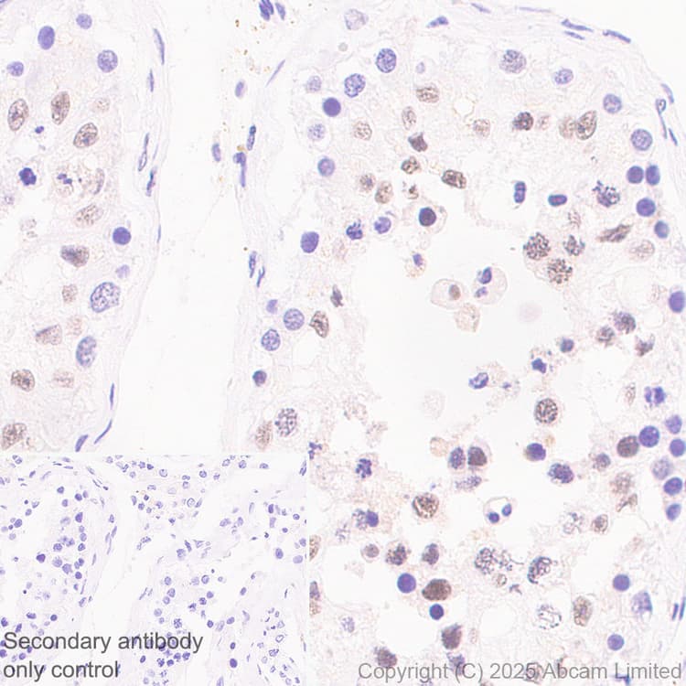 Anti-SIRT1 antibody [19A7AB4](AB110304)