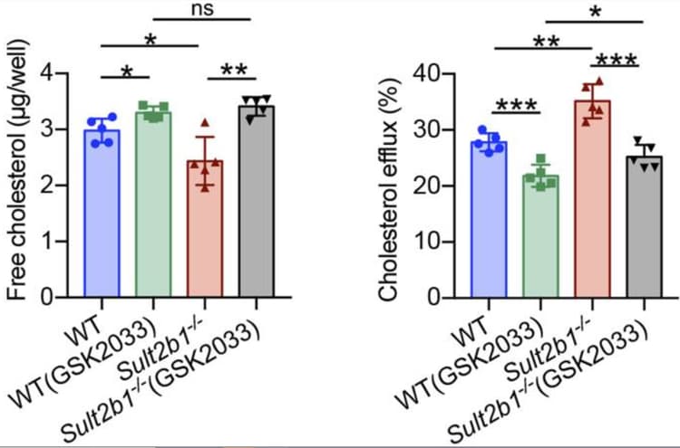 Cholesterol Efflux Assay Kit (Cell-based)(AB196985)